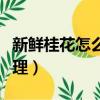 新鮮桂花怎么處理再泡水喝（新鮮桂花怎么處理）
