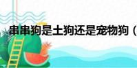 串串狗是土狗還是寵物狗(串串是什么狗)