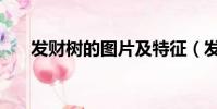 發財樹的圖片及特征(發財樹的圖片)