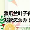 蟹爪蘭葉子有點發軟是什么原因（蟹爪蘭葉子發軟怎么辦）