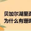 貝加爾湖里面為什么會有海洋生物（貝加爾湖為什么有珊瑚）