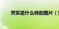 芡實是什么樣的圖片(芡實是什么)