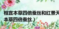 相宜本草四倍蠶絲和紅景天哪個系列好(相宜本草四倍蠶絲)