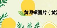 黃泥螺圖片(黃泥螺)