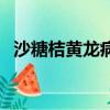 沙糖桔黃龍病哪種藥治療（沙糖桔黃龍病）