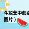 斗龍芝中藥別名是什么（斗龍芝的功效與作用圖片）