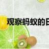 觀察螞蟻的日記300字三年級（觀察螞蟻）