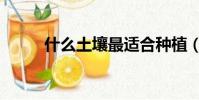 什么土壤最適合種植(什么土壤)