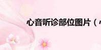 心音聽診部位圖片(心音聽診)