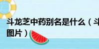 斗龍芝中藥別名是什么(斗龍芝的功效與作用圖片)