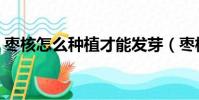 棗核怎么種植才能發芽(棗核能種出棗樹嗎)